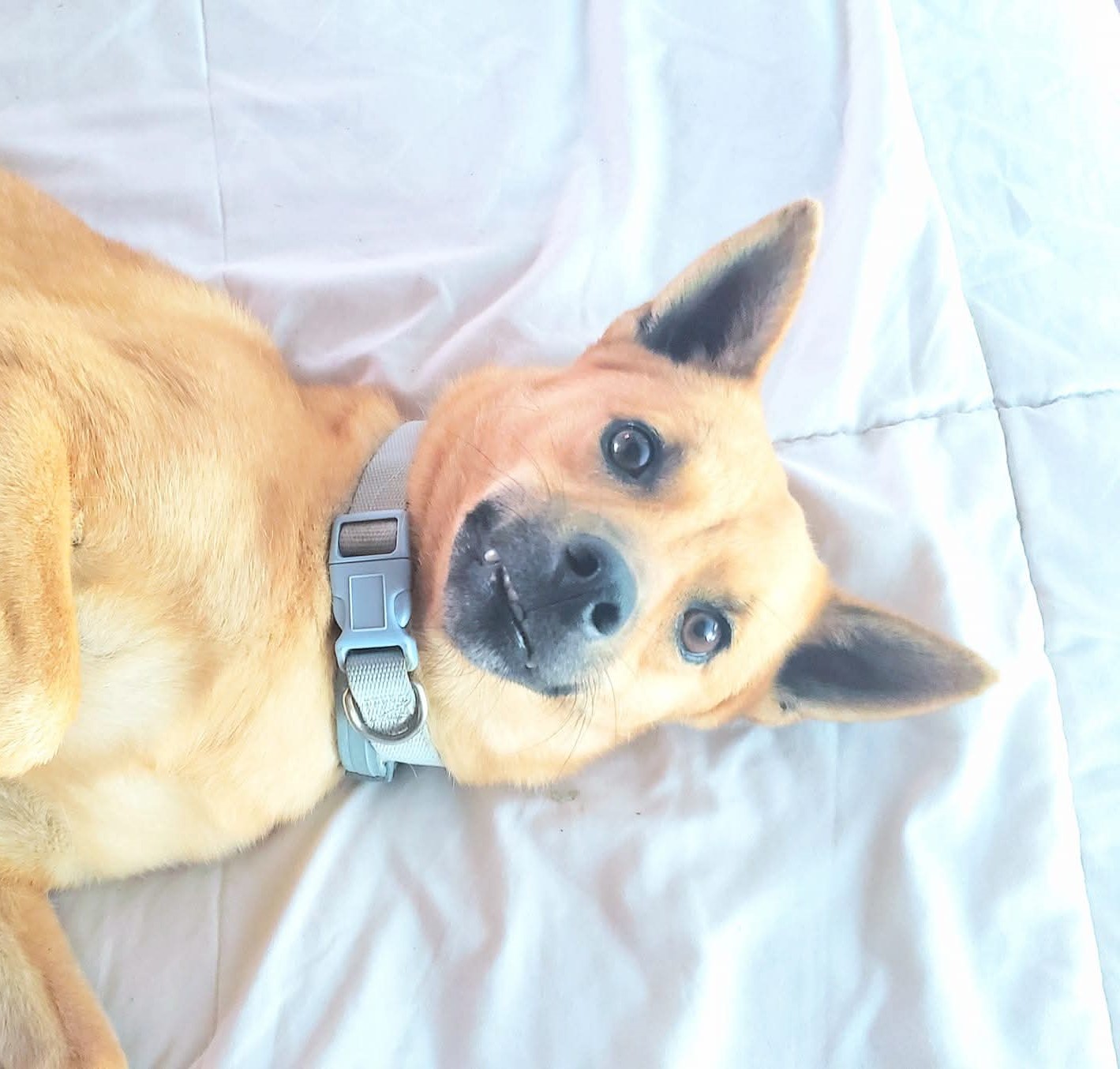 Doggo the dog placeholder
